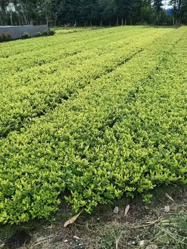 蔷薇四和绿化工程景区